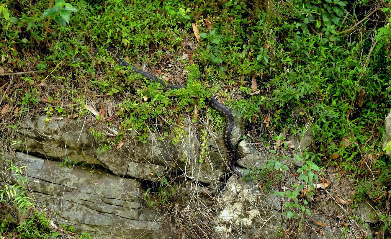 Python