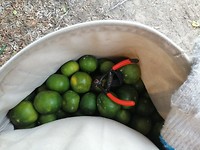 Plukzak met mandarijnen