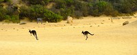 Jumping Kangaroos