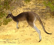 Jumping Kangaroo