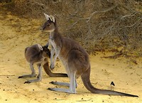 Kangaroes Pinnacles