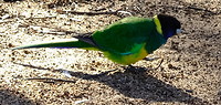 Vogel