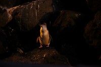 Pinguin St Kilda