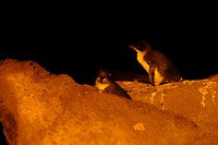 Pinguin