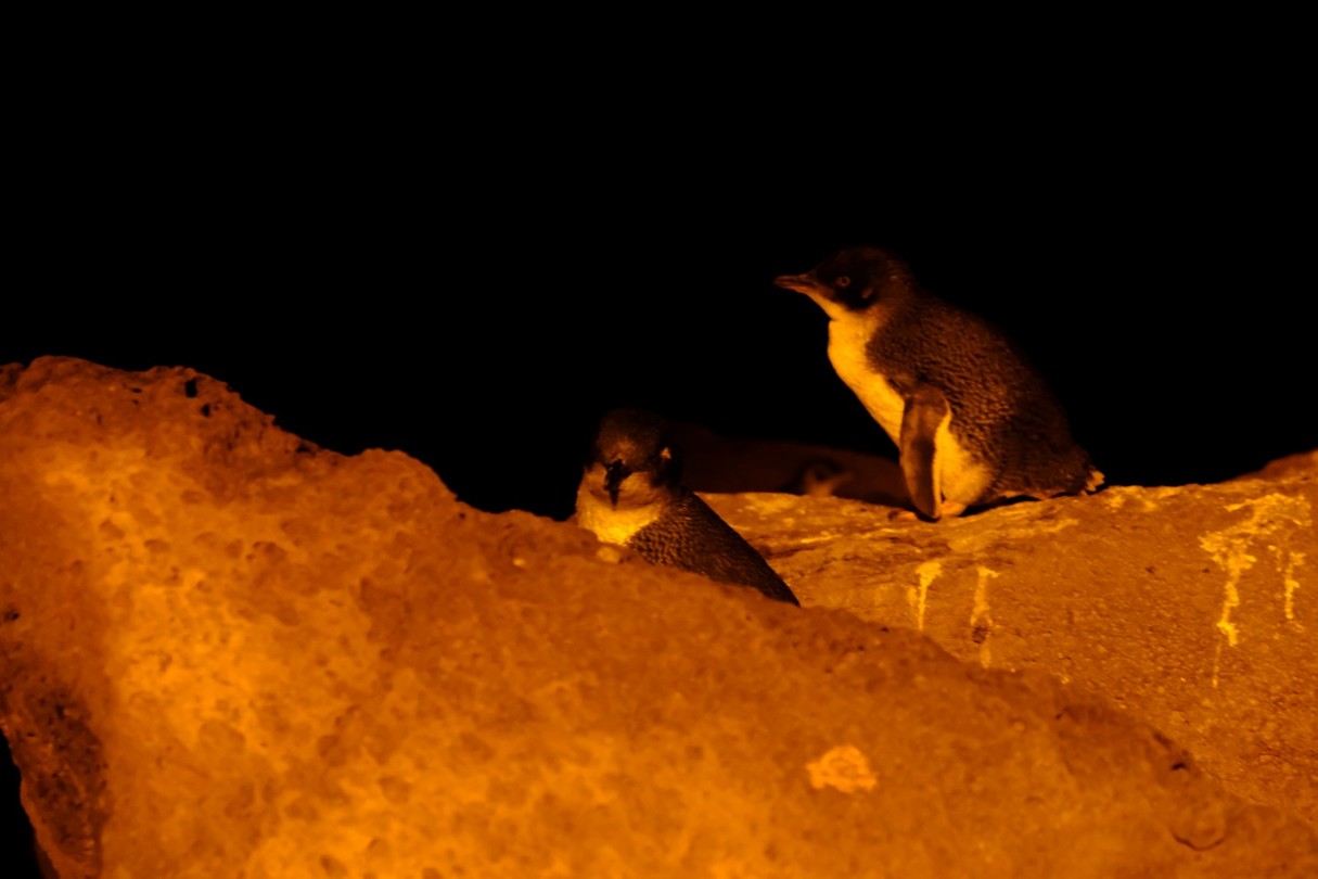 Pinguin