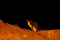 Pinguin