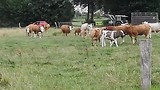 Koeien in de achtertuin bij camper