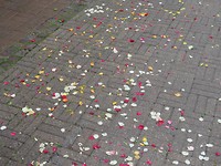 Stadje Wolfenbüttel und Rosenfest!