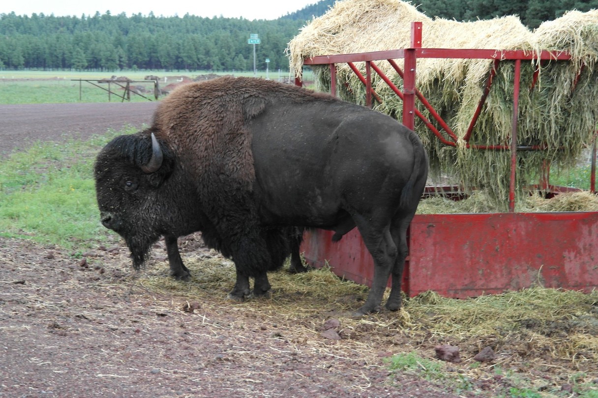 Bison - Bearizona