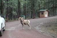 Afke haar favoriet: Bighorn Sheep - Bearizona