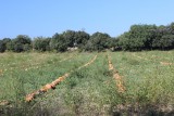 IMG_2746