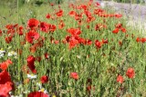 IMG_3940