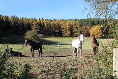IMG_6870