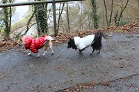 IMG_7027