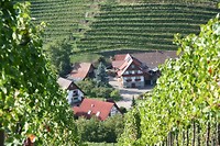 IMG_3340