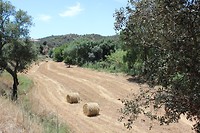 IMG_2166