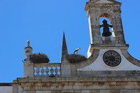 IMG_2225