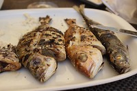 IMG_2237
