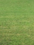 Green grass!