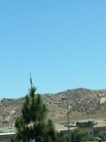 Christmas tree in the desert