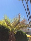 Palm tree