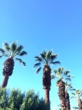 Palm trees underneath a clear blue sky