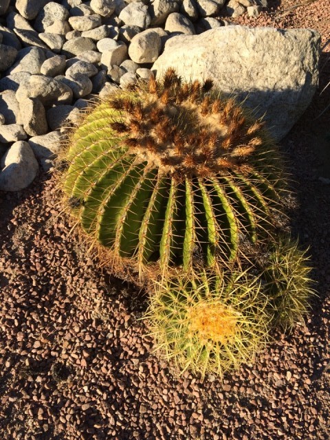 Another desert cactus