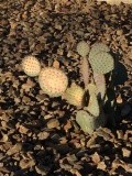 Desert Cactus