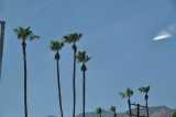 Palm trees 2.0