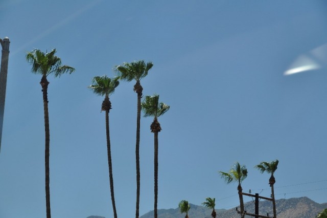 Palm trees 2.0
