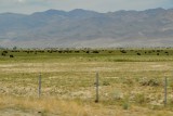 Cows