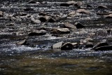 Small rapids in Merced River