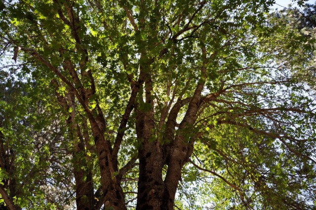 Trees