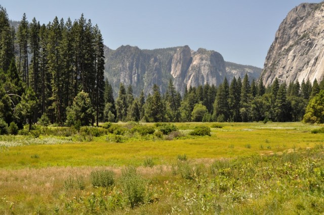 Meadows