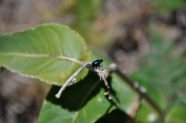 Hi there tiny beetle