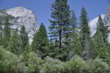 Greeeeeeeeeeen trees