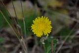 Dune Flower at Muir Beach