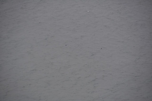 What is that....Dolphins, Seals or Sharks?