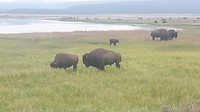 Yellowstone