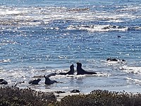 Zeeolifanten aan de Pacific Coast