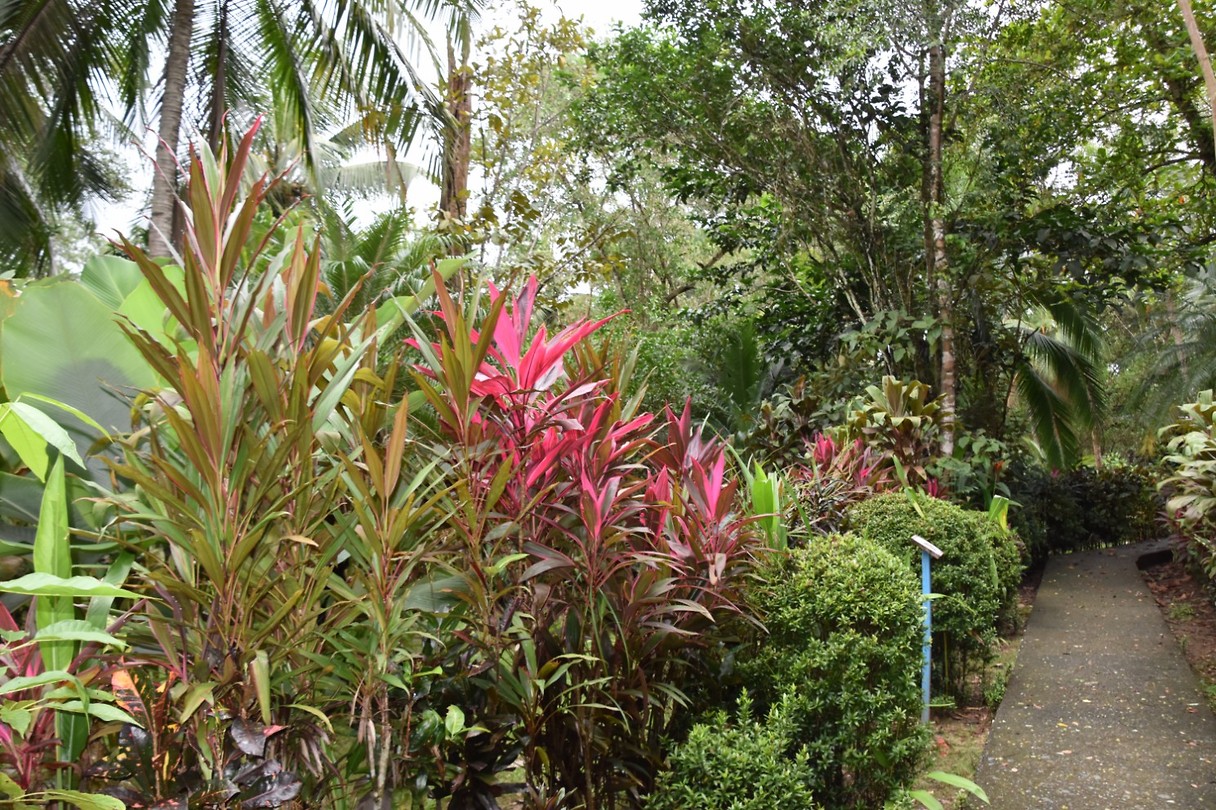 5. het pad richting bungalow