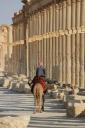 12 Columns and camels in Palmyra