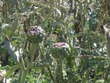 DSC00889