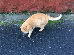 IMG_0236