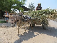 Straatbeeld op het platteland van Oezbekistan