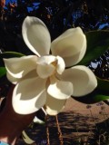 Ba een nachtje nog beter. Magnolia