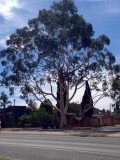 White gum
