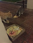 blije pizza poezen