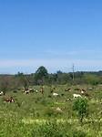 heel veel paarden