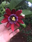 passiebloem in de tuin van Mattias